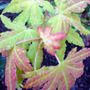 Dsc00066_edited