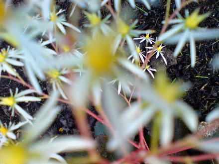 DSC00071_edited.jpg (saxifraga fortunei)