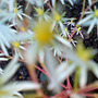 DSC00071_edited.jpg (saxifraga fortunei)