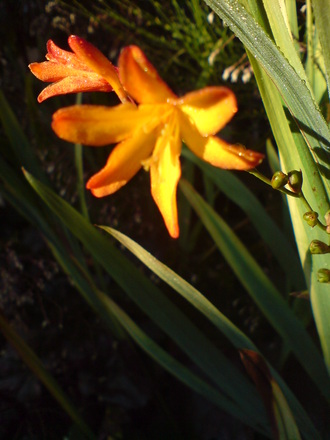 DSC00066.jpg (Crocosmia x crocosmiiflora (Montbretia))