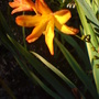 Crocosmia x crocosmiiflora (Montbretia)