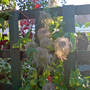 DSC00068_edited.jpg (Clematis tangutica)