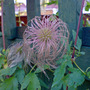 DSC00069_edited.jpg (Clematis tangutica)