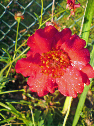 DSC00070_edited.jpg (Geum reptans)