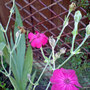 lychnis coronaria (Lychnis coronaria)