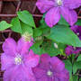 DSC00072_edited.jpg (clematis jackmanii rubra)