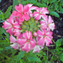 DSC00073_edited.jpg (Verbena bonariensis (Verbena))