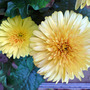 gerbera (gerbera)