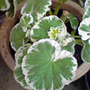 DSC00077_edited.jpg (Pelargonium hortorum)