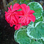geranium oct 07 (Pelargonium hortorum)
