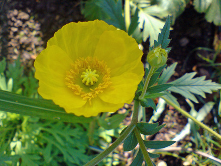 yellow arctic poppy (Papaver nudicaule)