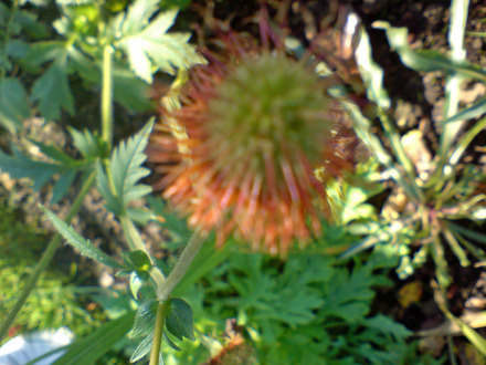 DSC00065_edited.jpg (Geum reptans)