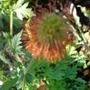 DSC00065_edited.jpg (Geum reptans)