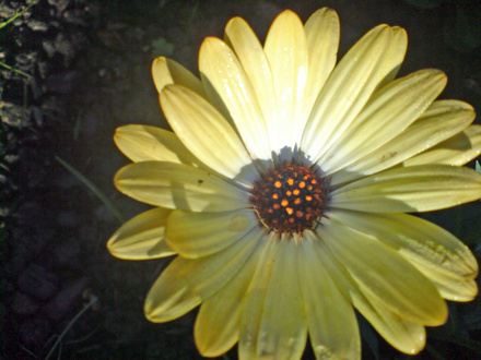 DSC00066_edited.jpg (Osteospermum jucundum)