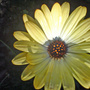 Dsc00066_edited