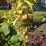 pineapple lily (Eucomis bicolor (Pineapple lily))