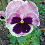 pansy oct 07 (viola)