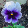 winter pansy oct 07 (viola)