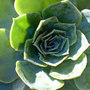 echeveria (echeveria)