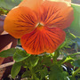 winter pansy (viola)