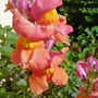 antirrhinum (Antirrhinum)