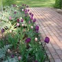 Tulips Esther & Negrita