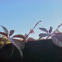chinese virginia creeper (Parthenocissus henryana)