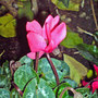 cyclamen at night (Cyclamen hederifolium)