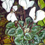 cyclamen at night (Cyclamen hederifolium)