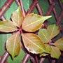 chinese virginia creeper (Parthenocissus henryana)