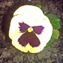winter pansy at night (viola)
