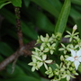 Unknown in Okinawa.