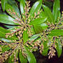 pieris oct 07 (Pieris japonica (Lily of the valley bush))