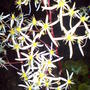 saxifrage rubrifolia (saxifraga fortunei)