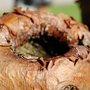 Acer griseum (Acer griseum)