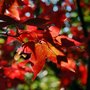 Acer palmatum 'Osakazuki' (Acer palmatum)