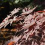 Acer palmatum 'Bloodgood' (Acer palmatum)