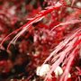 Acer Palmatum (Acer palmatum)