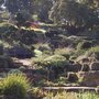 Autumn garden at Wisley