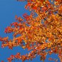 Autumn Sky (Nyssa sylvatica)