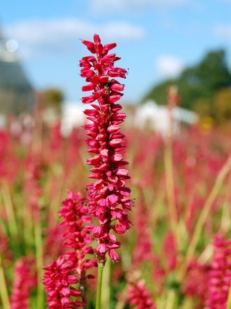 Persicaria amplexicaulis (Persicaria amplexicaulis)