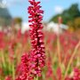 Persicaria_amplexicaulis