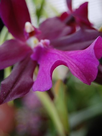 Miltonia spectabilis 'Morelians' (Miltonia spectabilis)