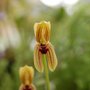 Mormolyca_ringens
