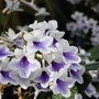 Streptocarpus 'Crystal Ice' (Streptocarpus)