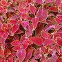 Solenostemon at Wisley (Solenostemon)