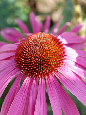 Echinacea purpurea at Wisley (Echinacea purpurea)