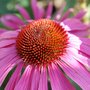 Echinacea purpurea