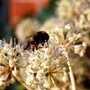 Fatsia_japonica