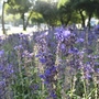 Blue salvia